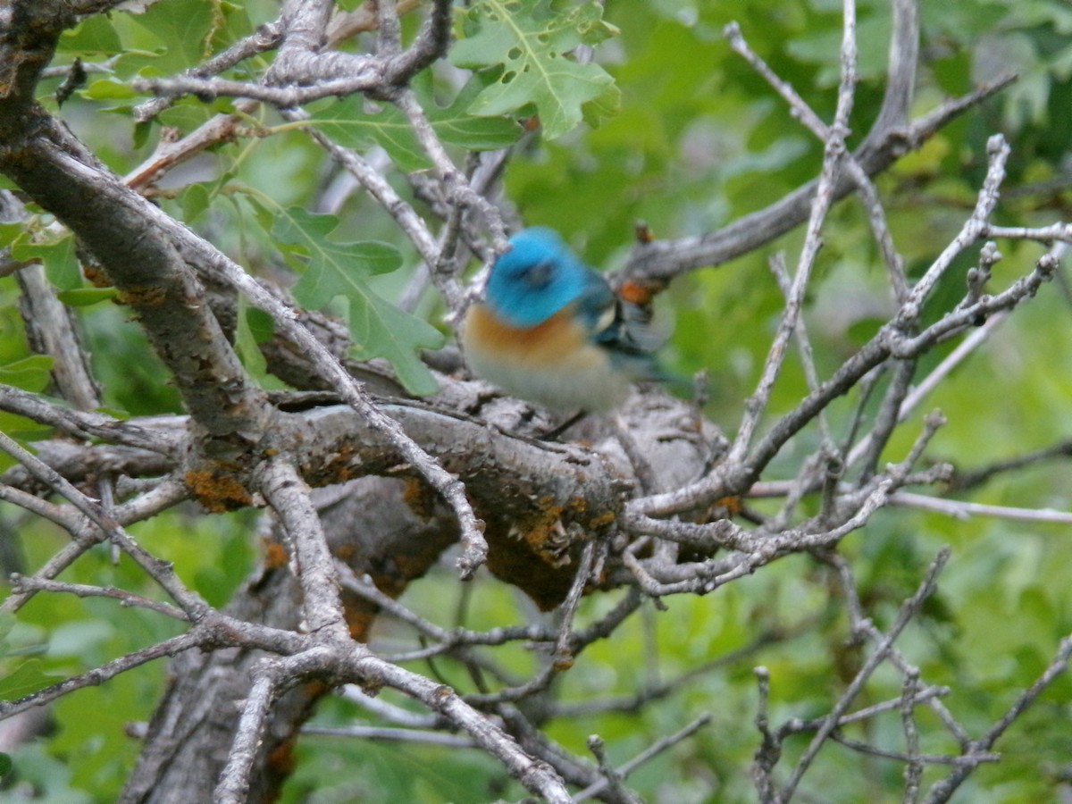 Lazuli Bunting - ML635923563