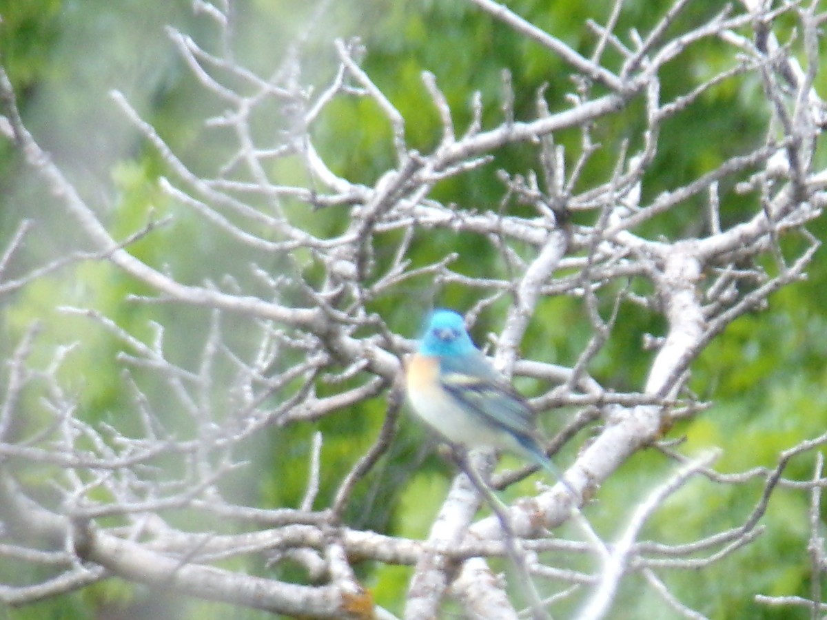 Lazuli Bunting - ML635923564