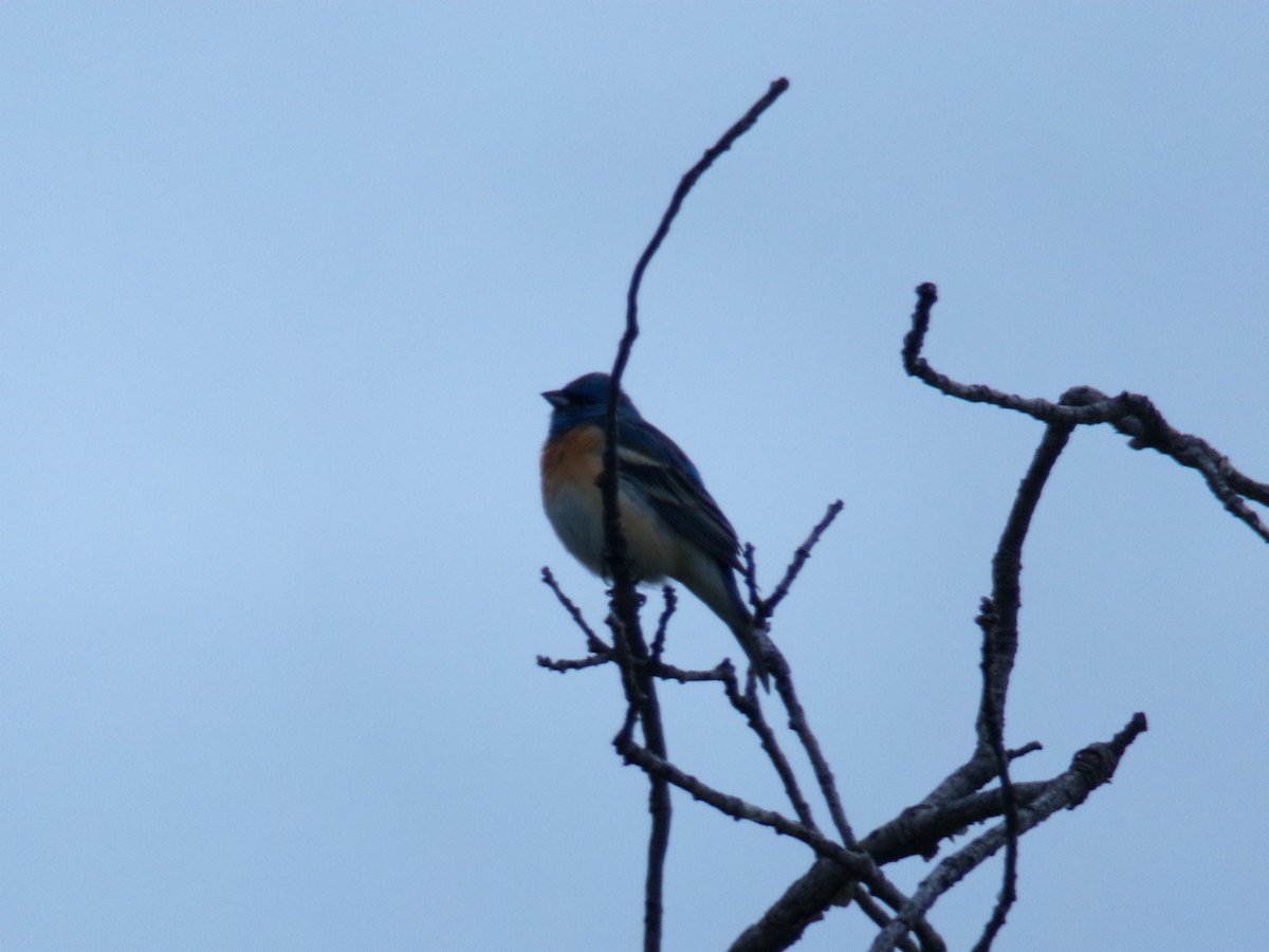 Lazuli Bunting - ML635923565