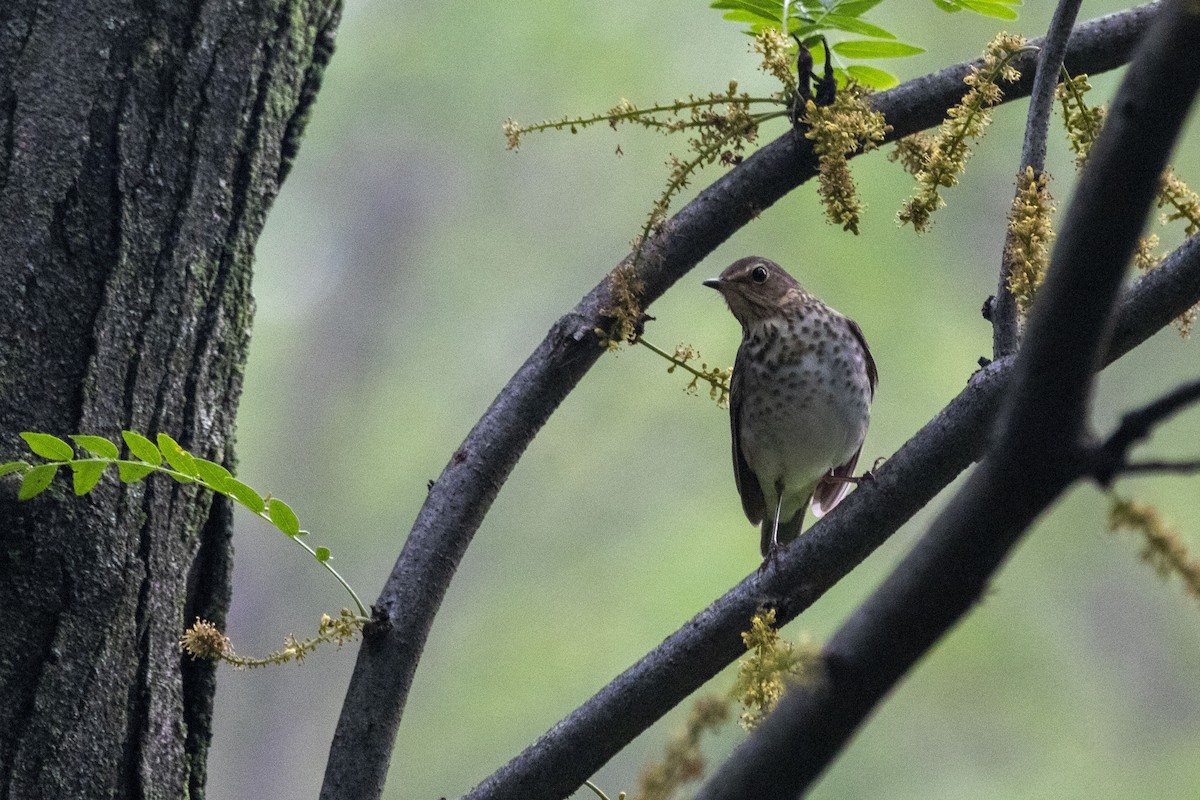 Swainson's Thrush - ML635923566
