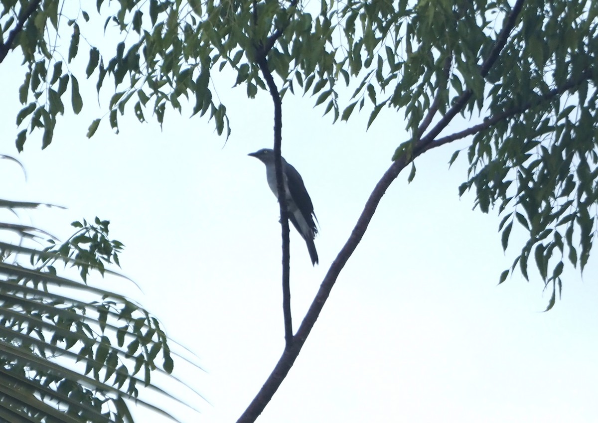 White-rumped Cuckooshrike - ML635923668