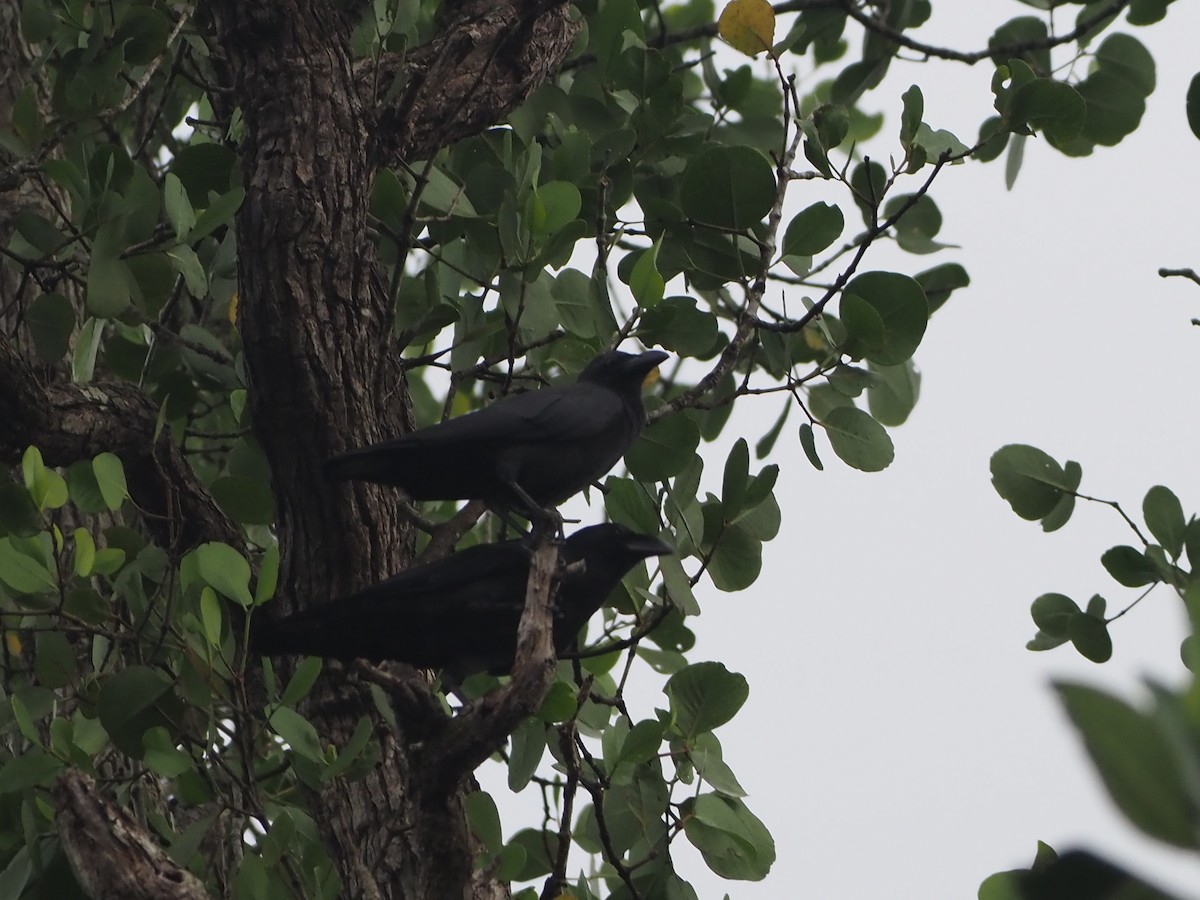 Sulawesi Crow - ML635923675