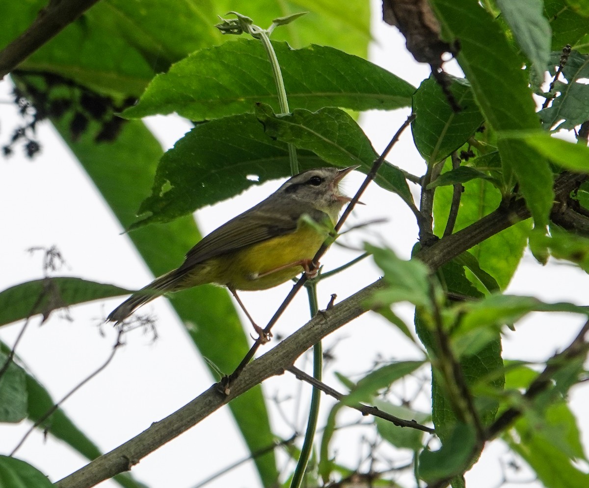 Three-banded Warbler - ML635923704