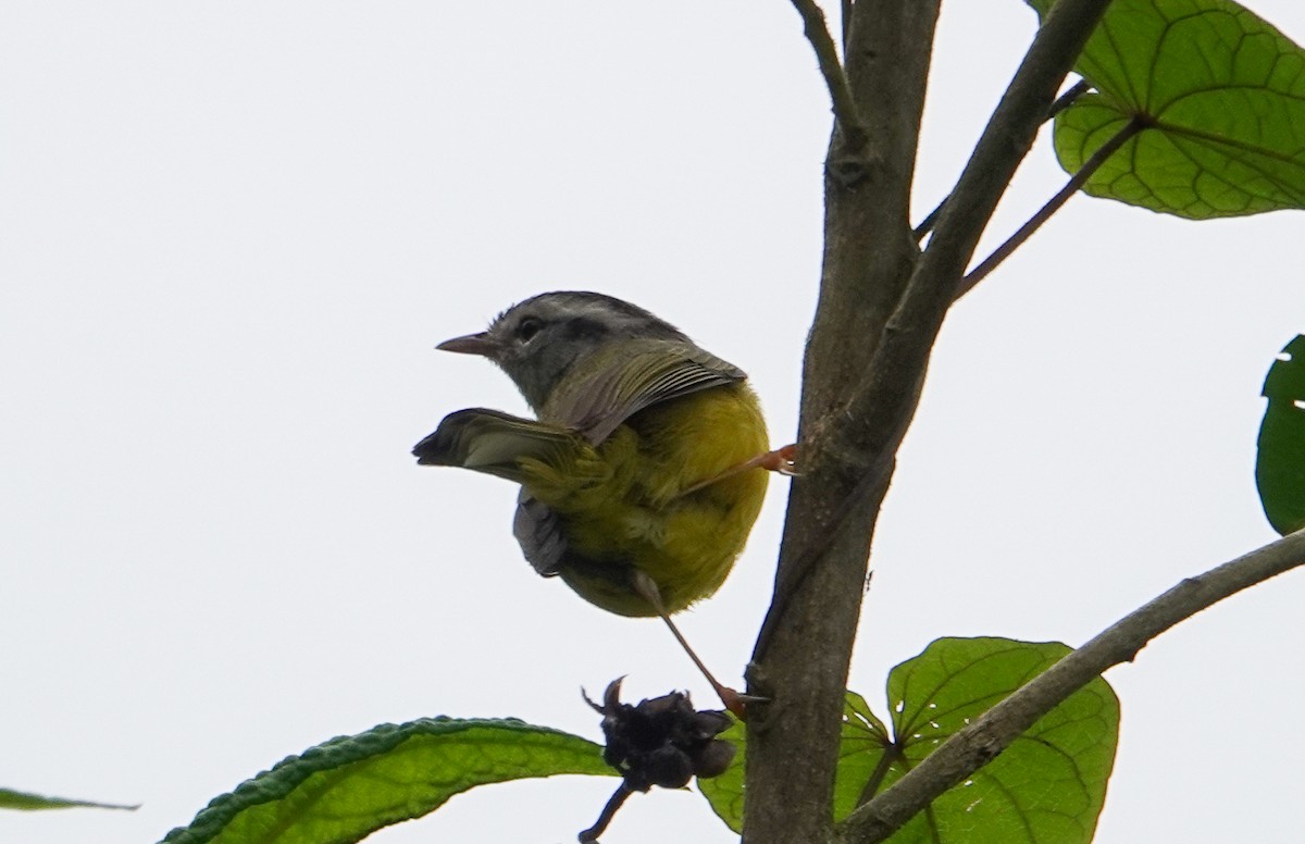 Three-banded Warbler - ML635923718