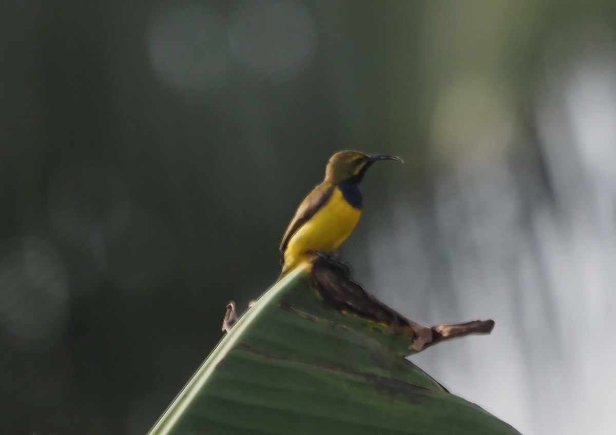 Sahul Sunbird - ML635923726