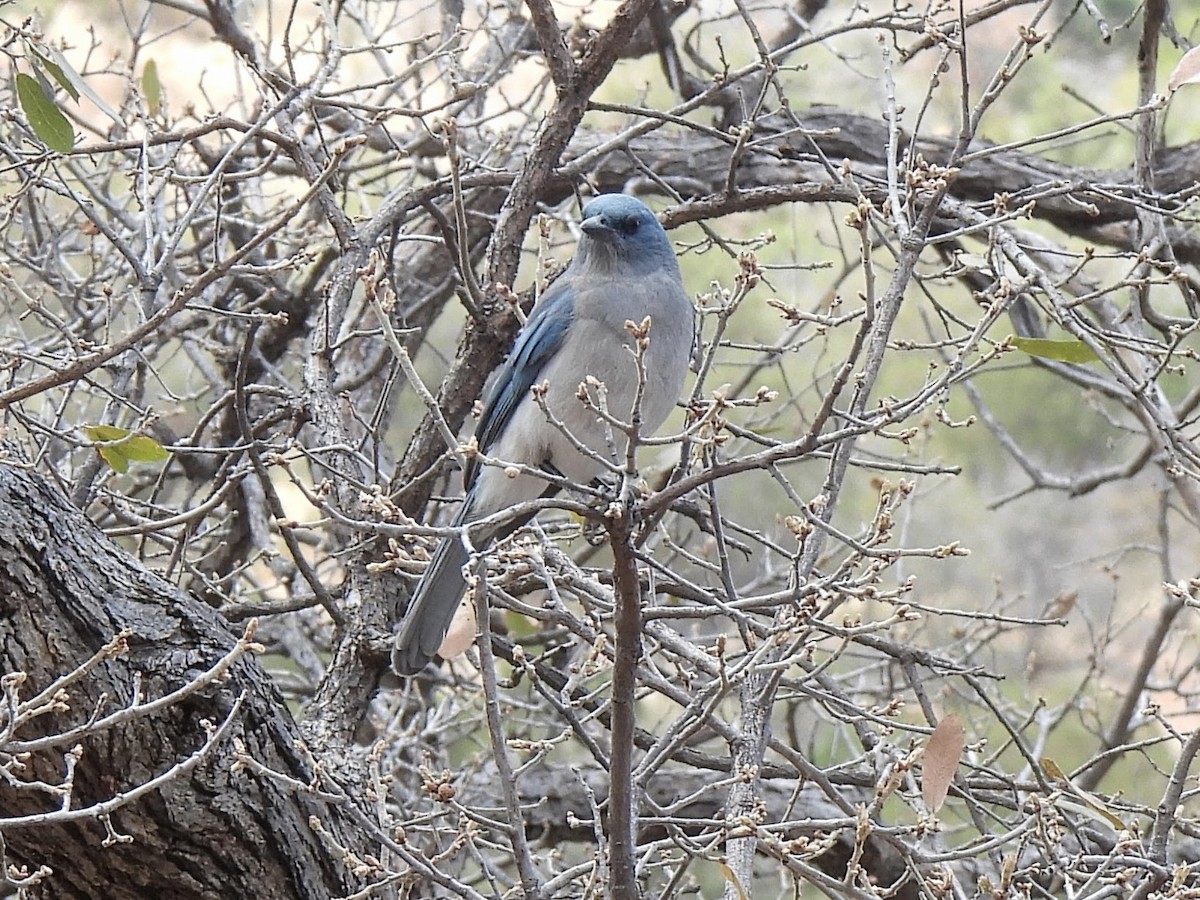 Mexican Jay - ML635923915