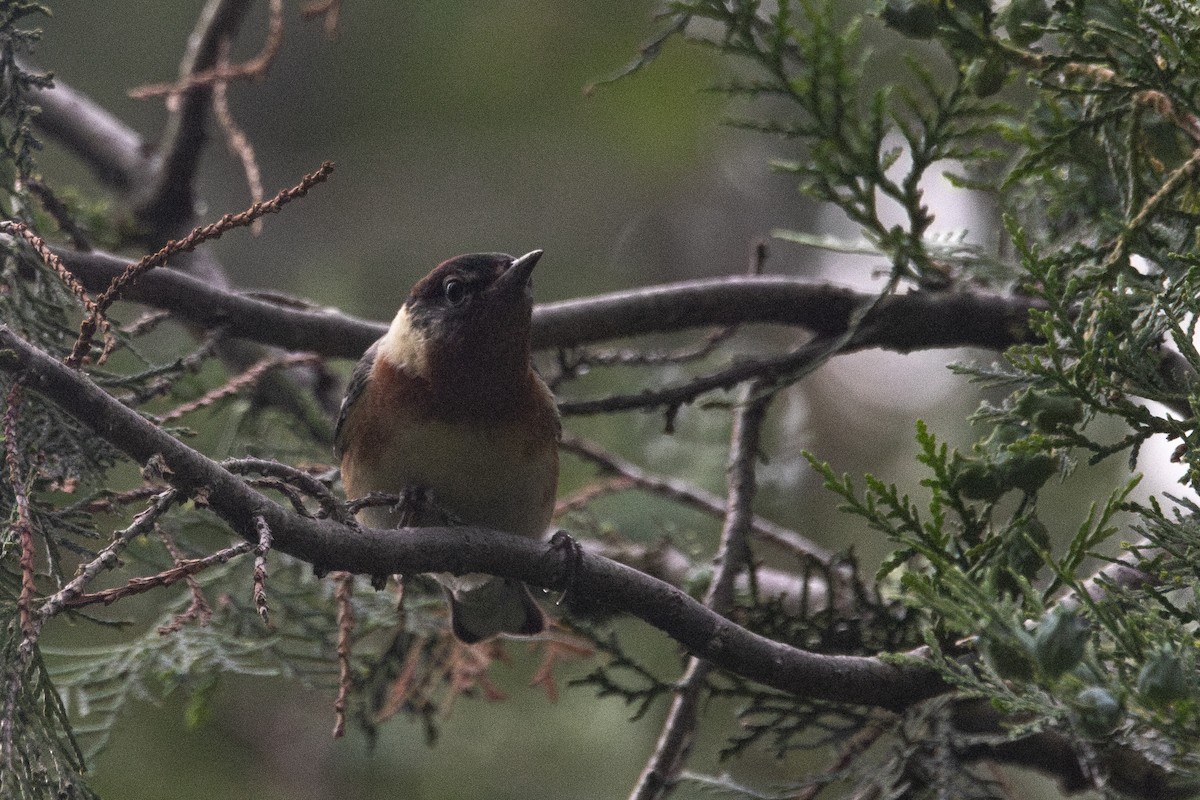 Bay-breasted Warbler - ML635923922