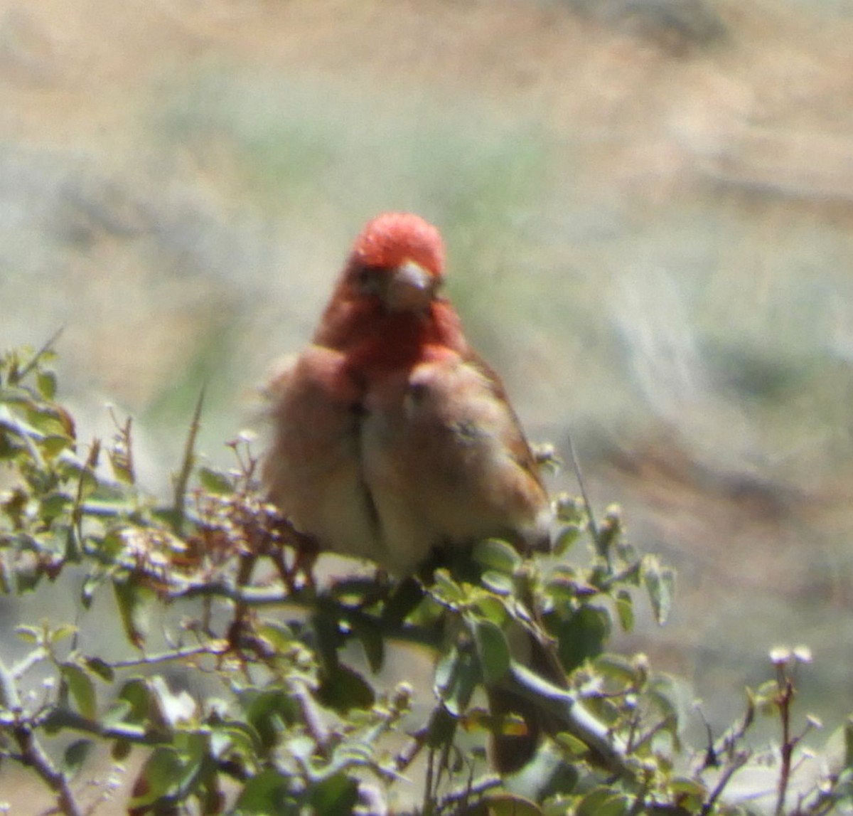 Purple/Cassin's Finch - ML635923975
