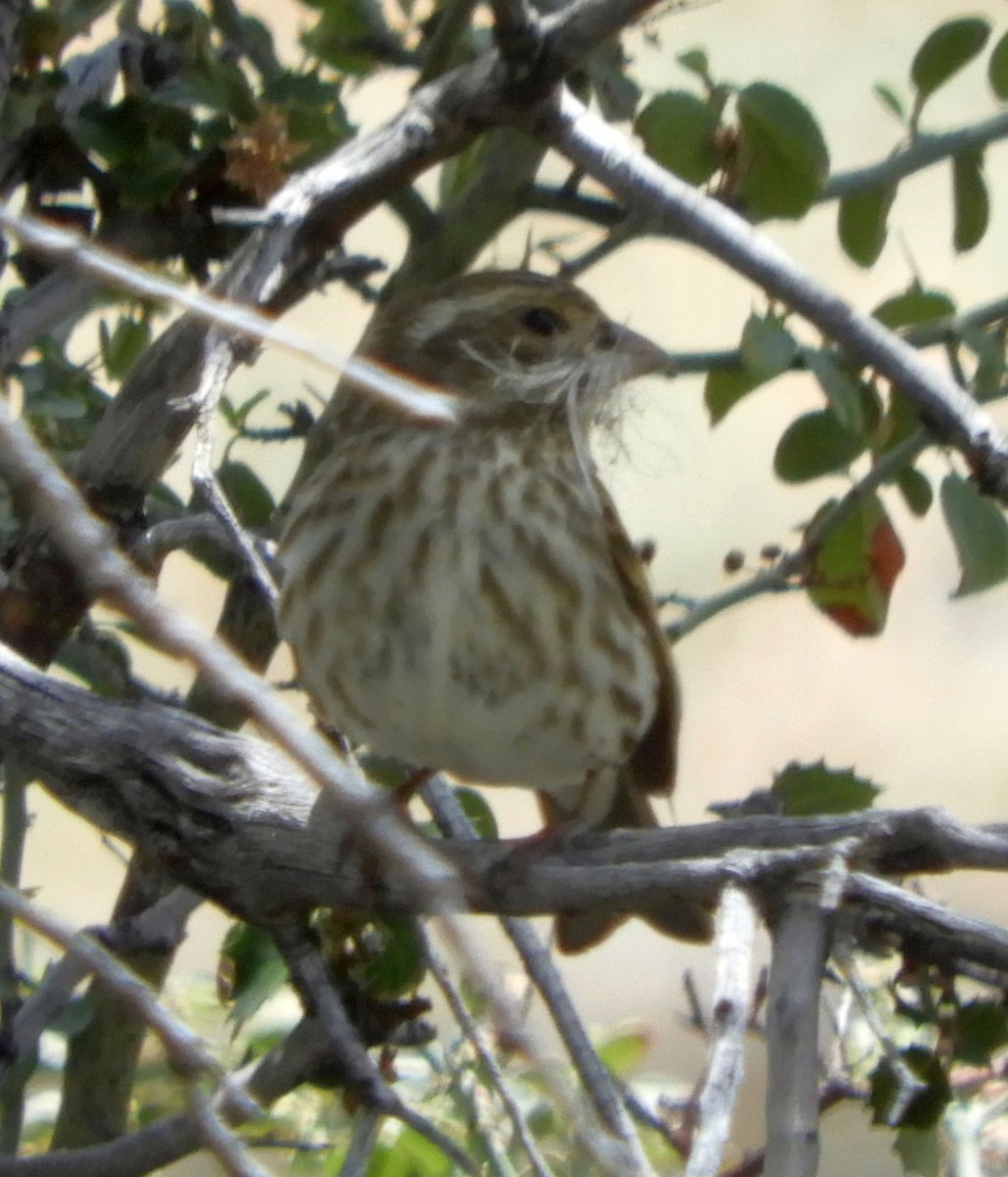 Purple/Cassin's Finch - ML635923979