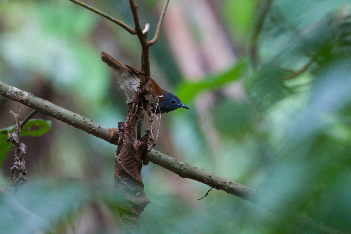 Gray-hooded Babbler - ML635924021