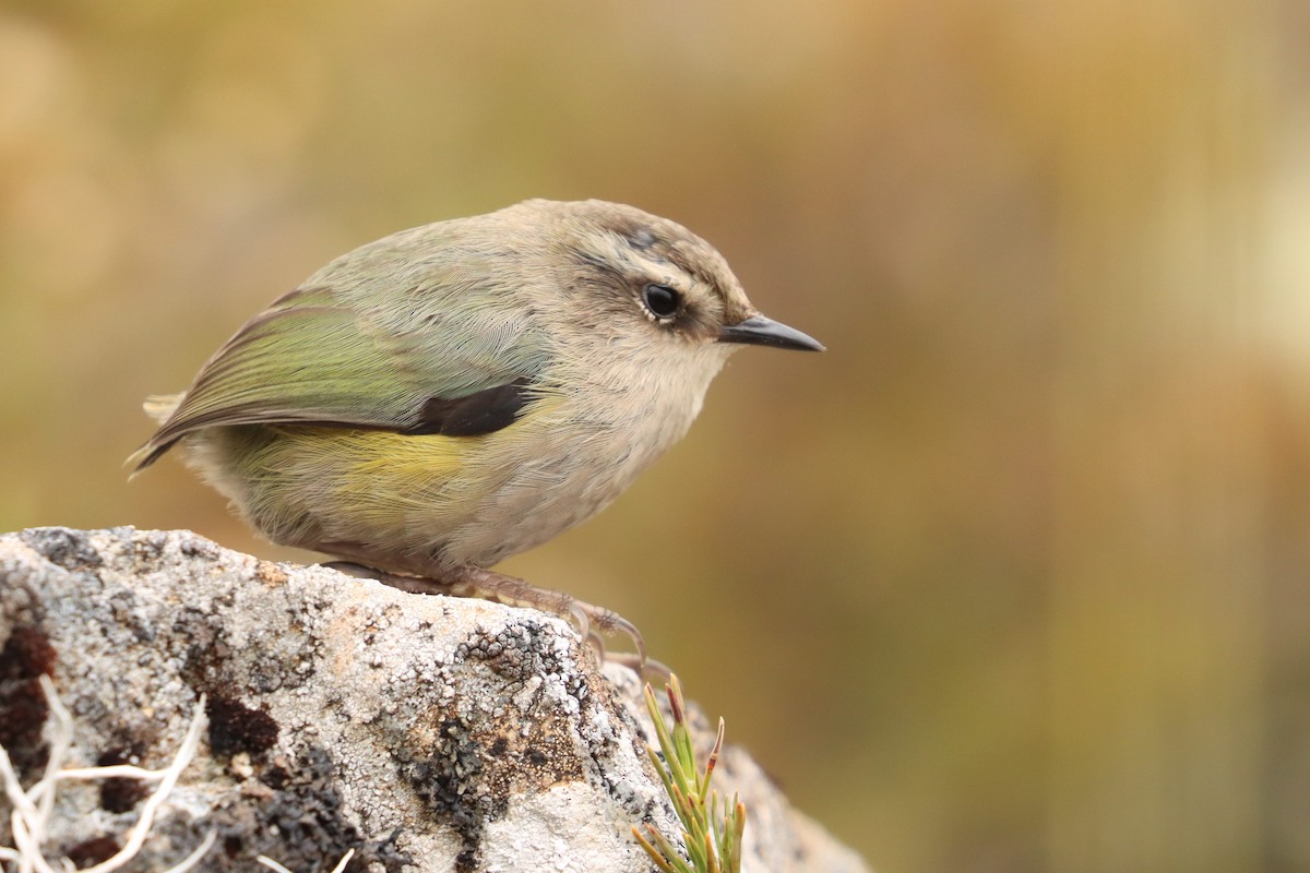 South Island Wren - ML635924109