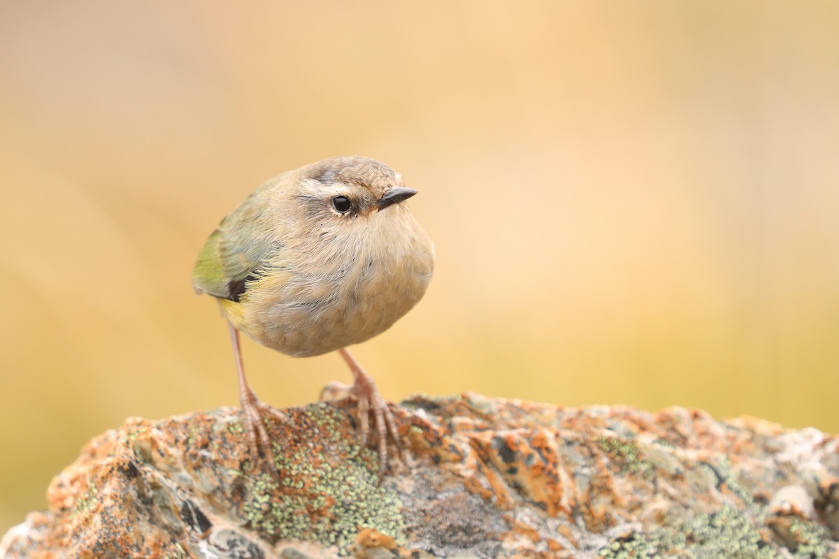 South Island Wren - ML635924110
