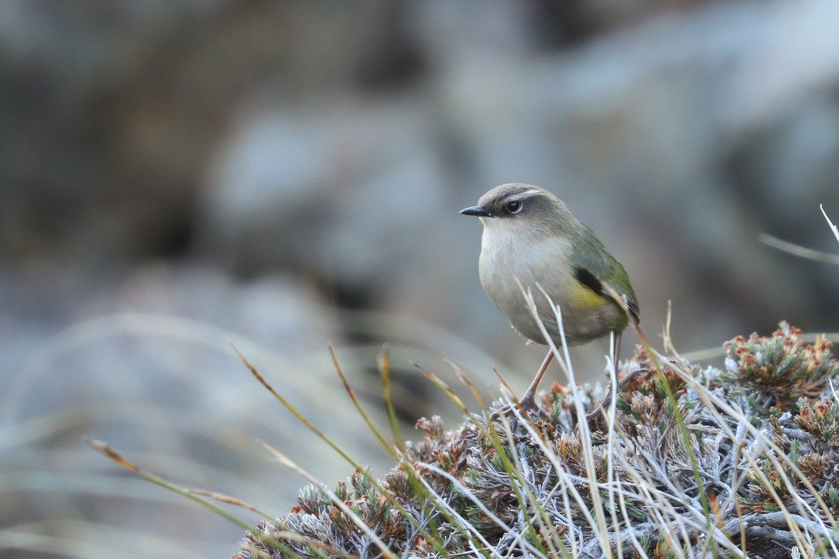 South Island Wren - ML635924111