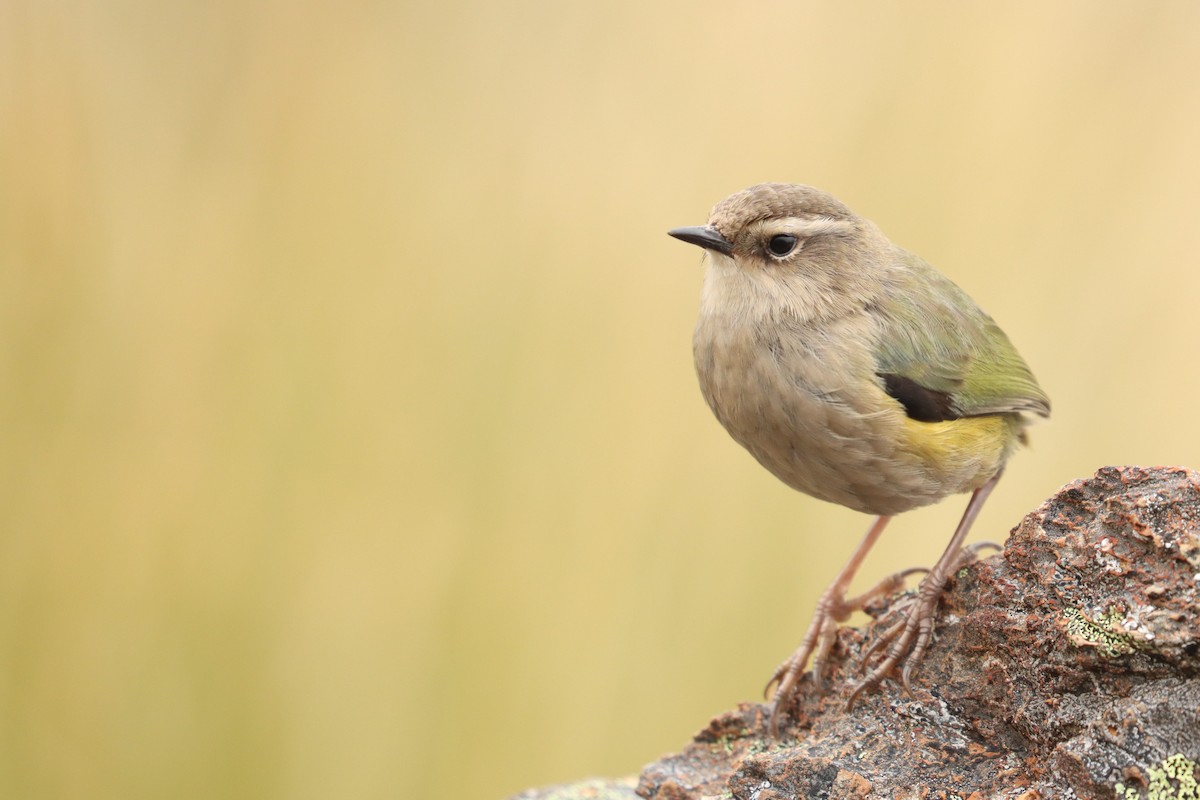South Island Wren - ML635924113
