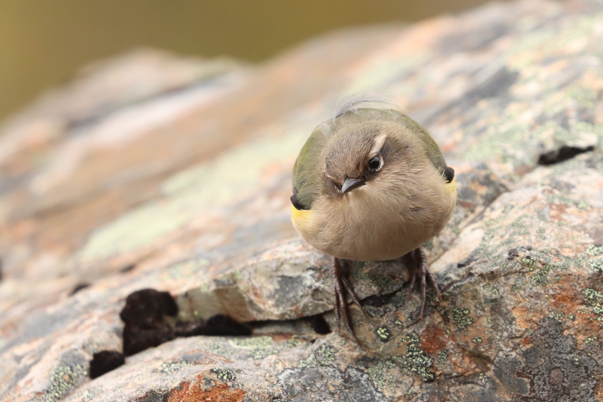 South Island Wren - ML635924114