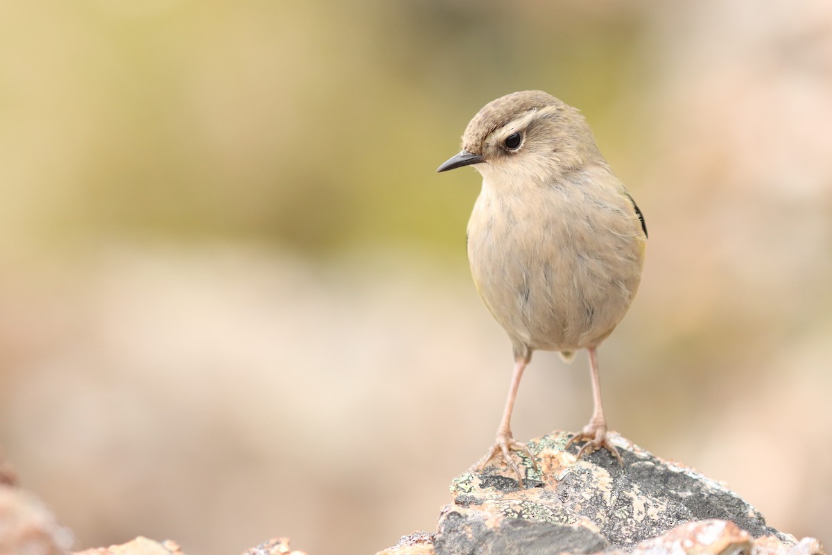 South Island Wren - ML635924116