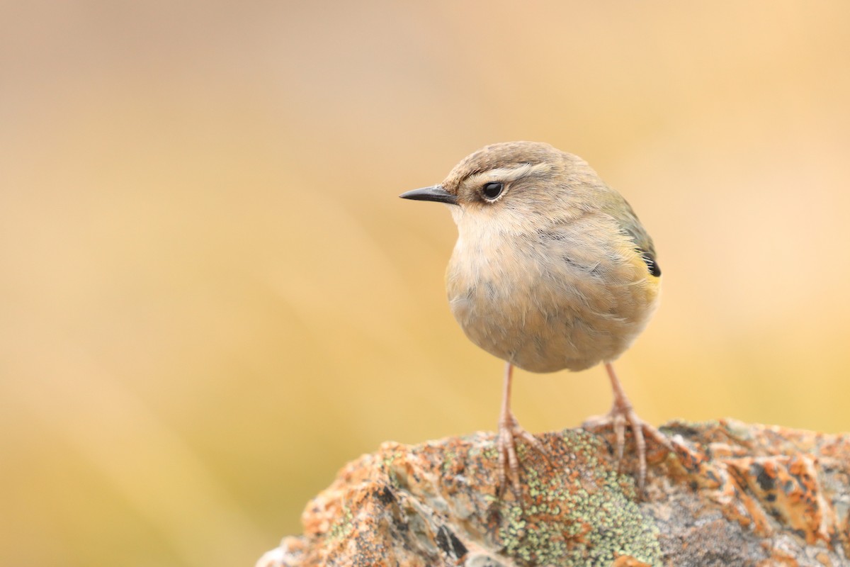 South Island Wren - ML635924117