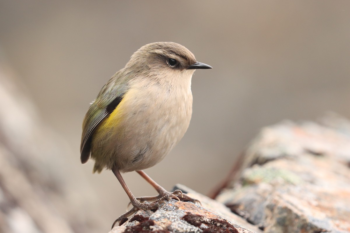 South Island Wren - ML635924118