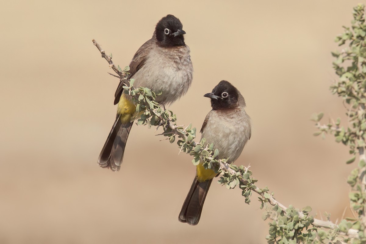 White-spectacled Bulbul - ML635924127