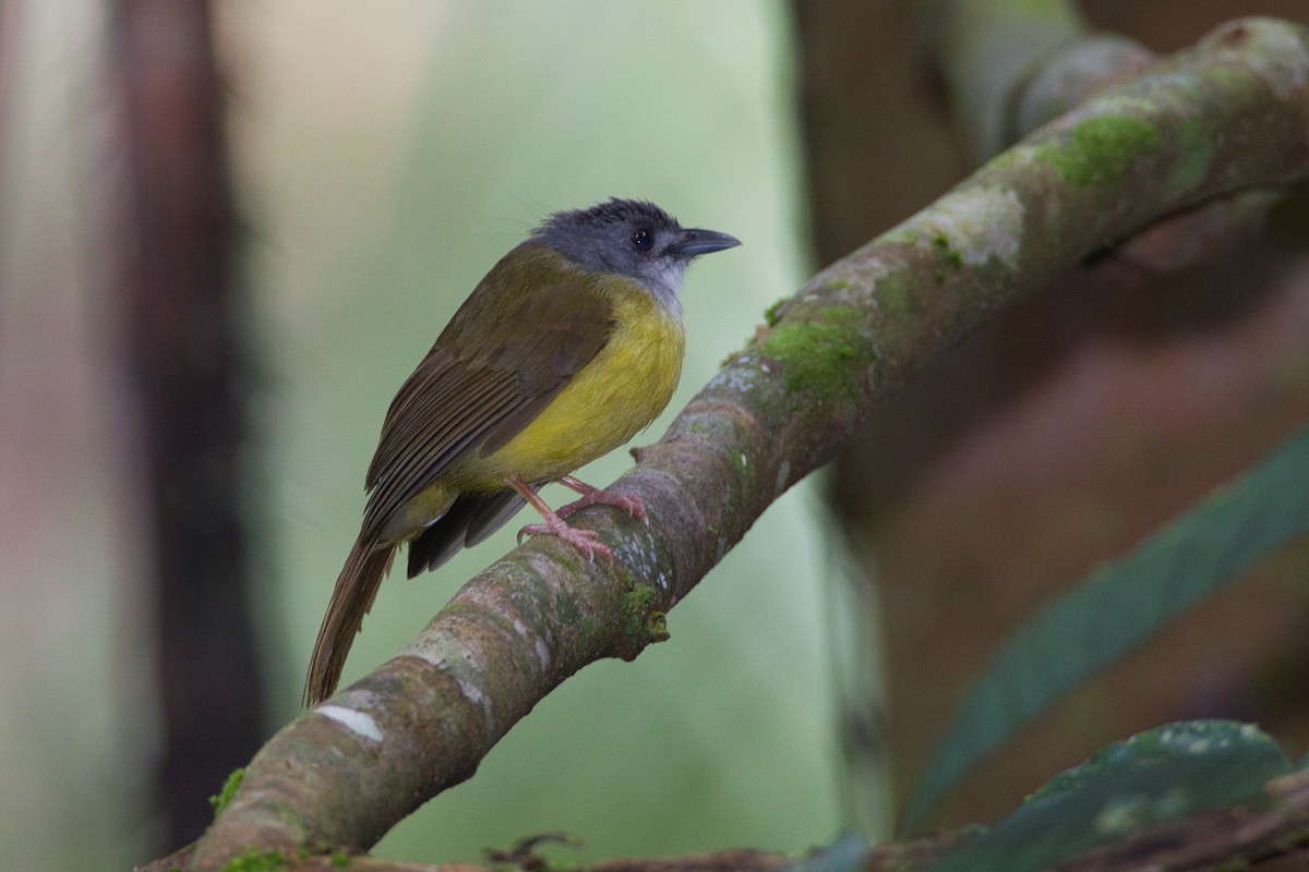 Yellow-bellied Bulbul - ML635924264