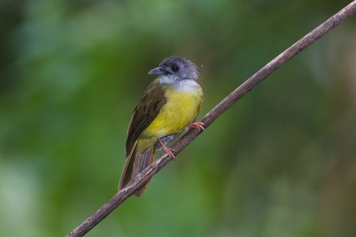 Yellow-bellied Bulbul - ML635924265