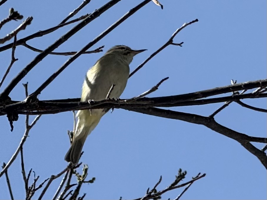 Black-whiskered Vireo - ML635924327