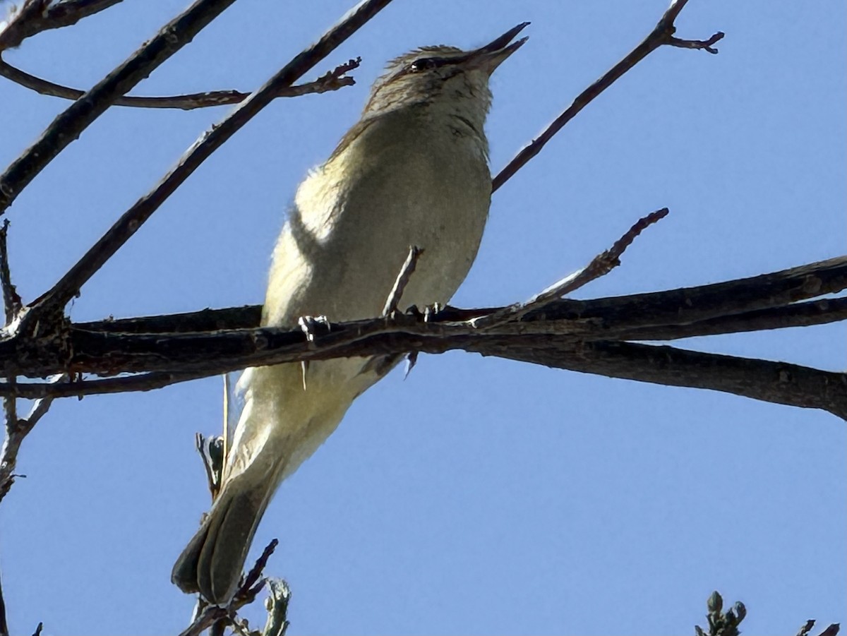 Black-whiskered Vireo - ML635924328