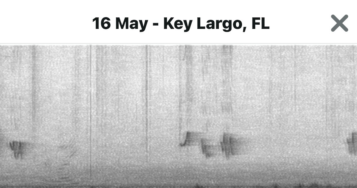 Black-whiskered Vireo - ML635924356