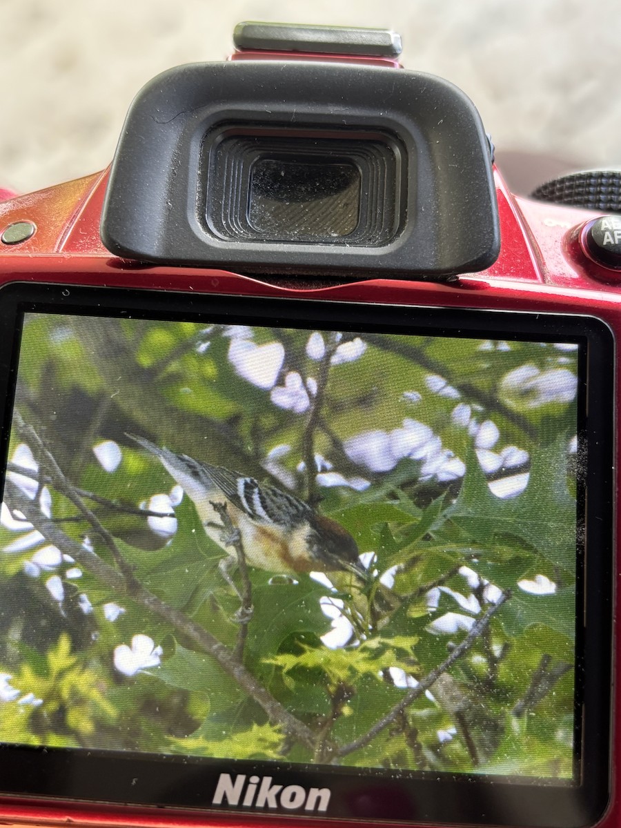 Bay-breasted Warbler - ML635924472