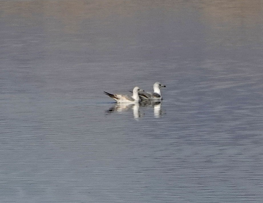 Ring-billed Gull - ML635924517