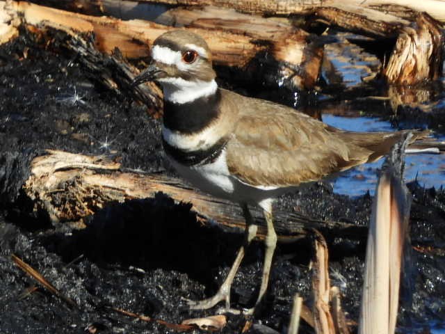 Killdeer - ML635924536