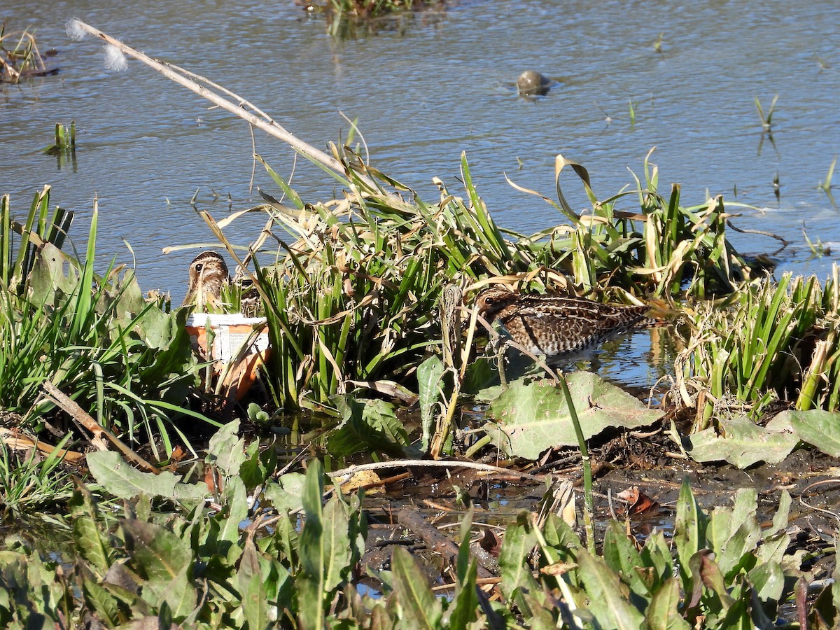 Wilson's Snipe - ML635924678
