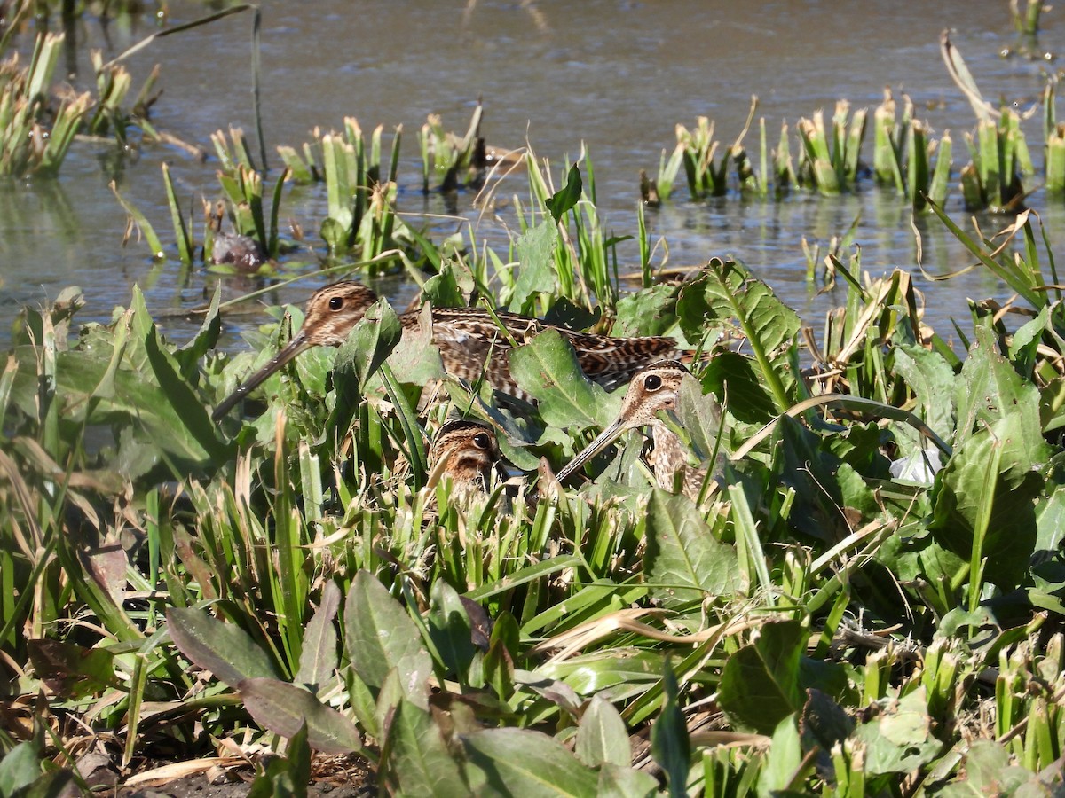 Wilson's Snipe - ML635924679