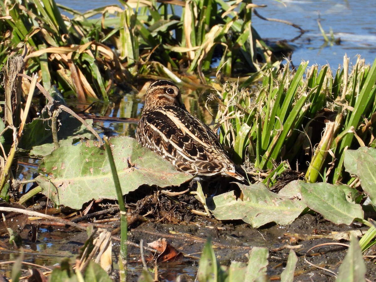 Wilson's Snipe - ML635924680