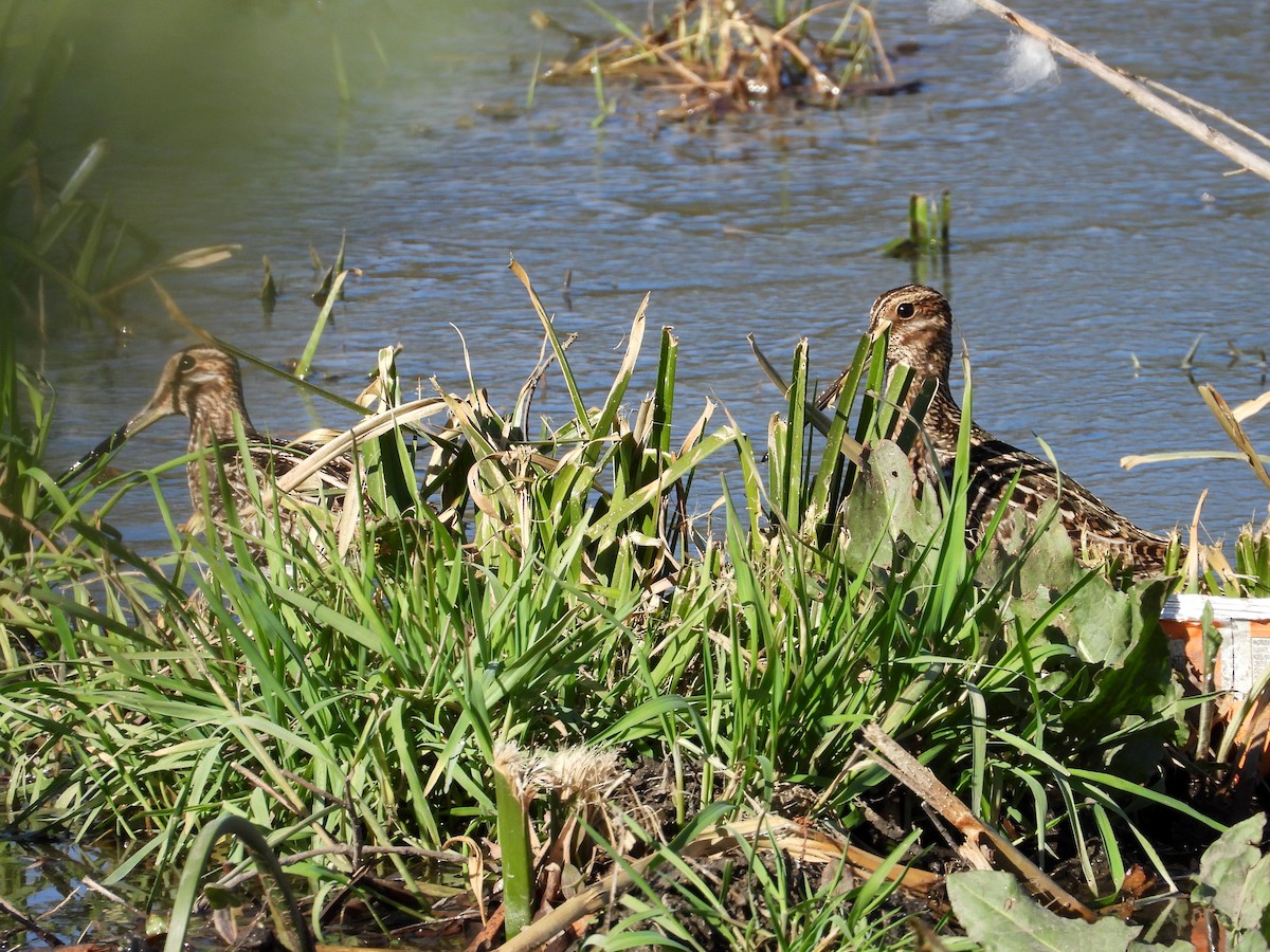 Wilson's Snipe - ML635924682