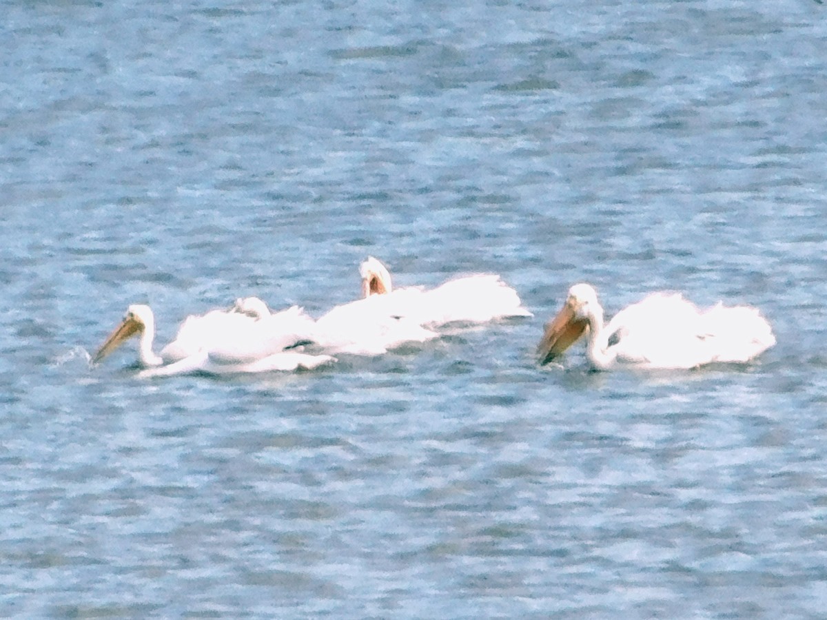 American White Pelican - ML635924685