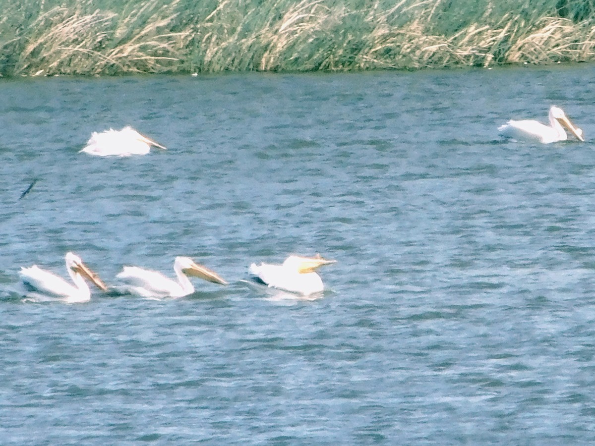 American White Pelican - ML635924697