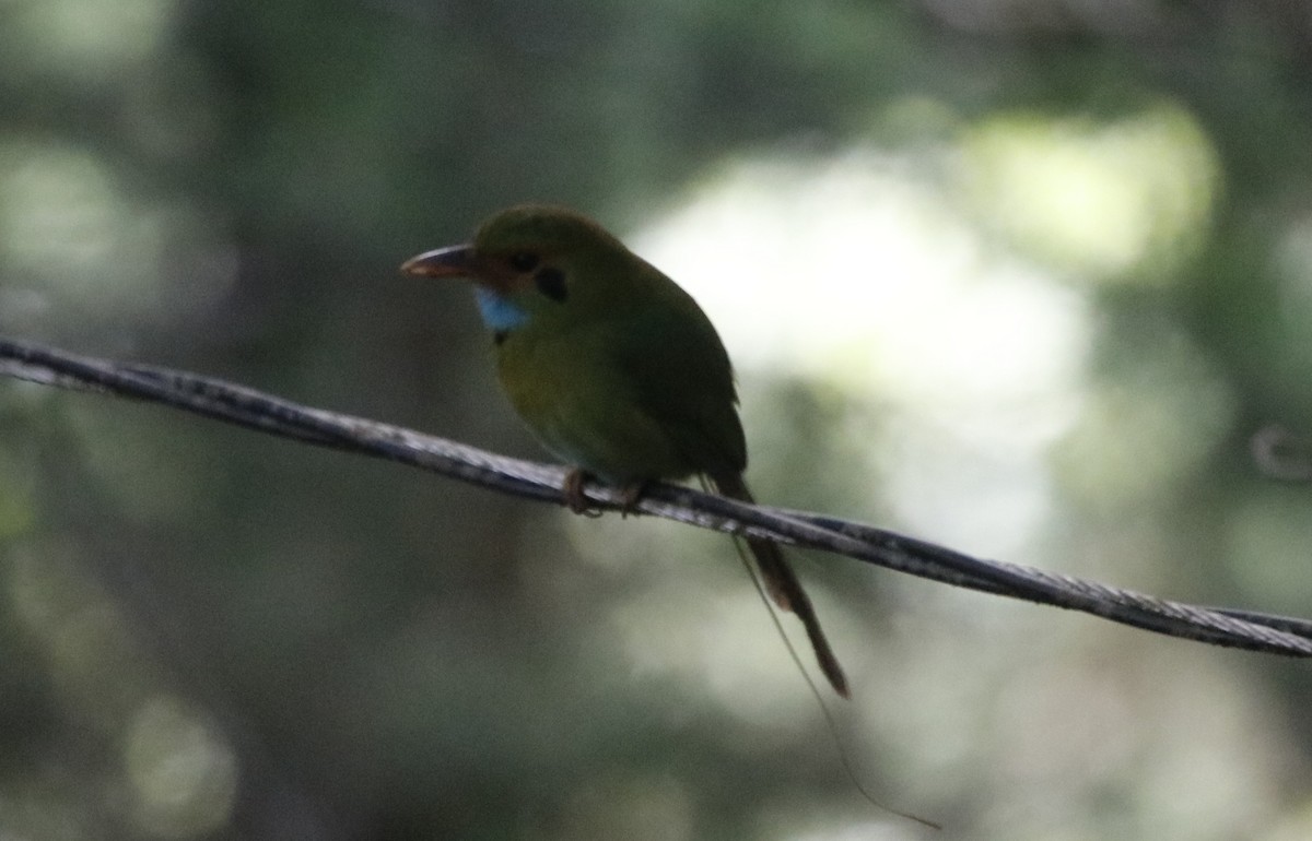 Blue-throated Motmot - ML635924884
