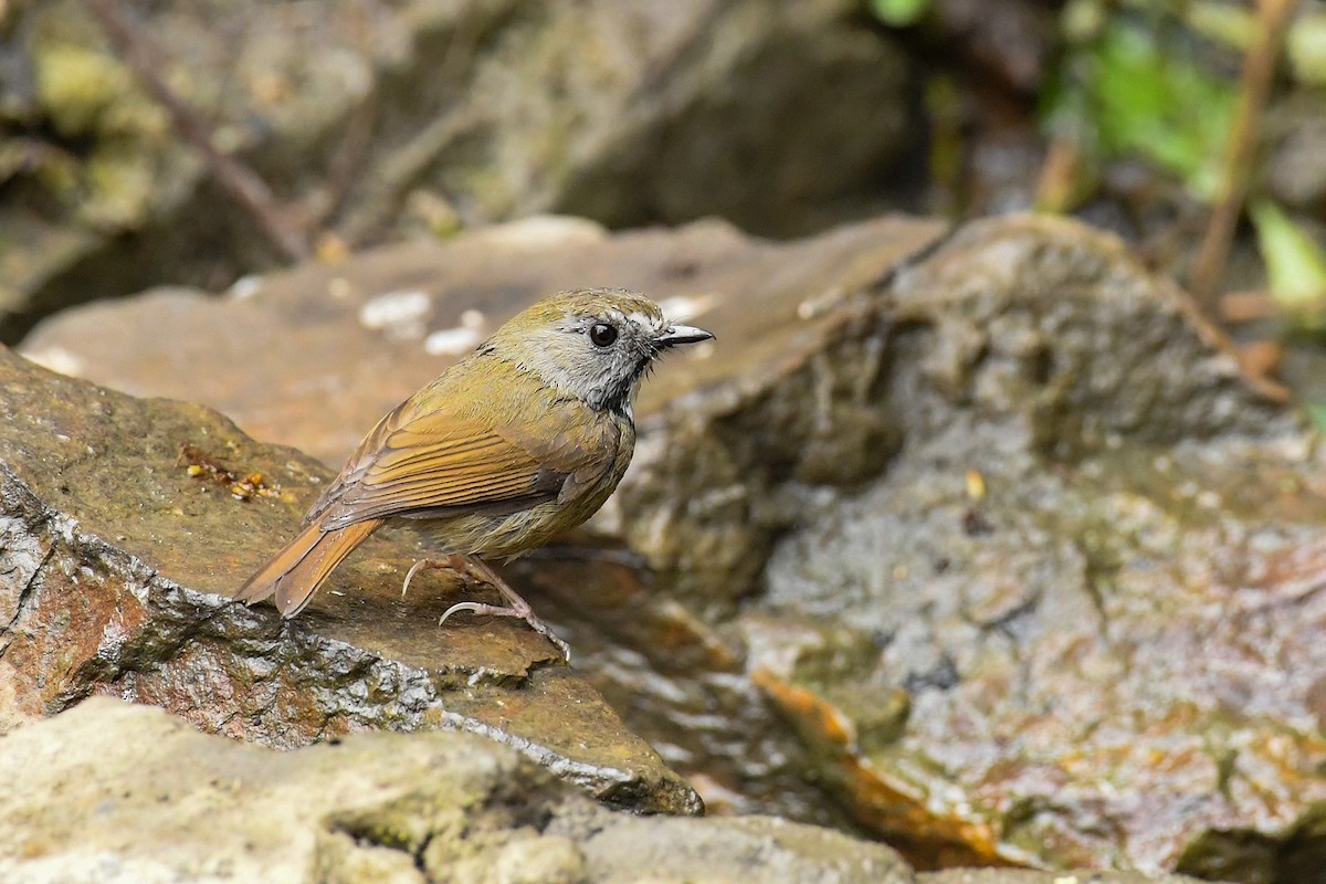 White-gorgeted Flycatcher - ML635924898