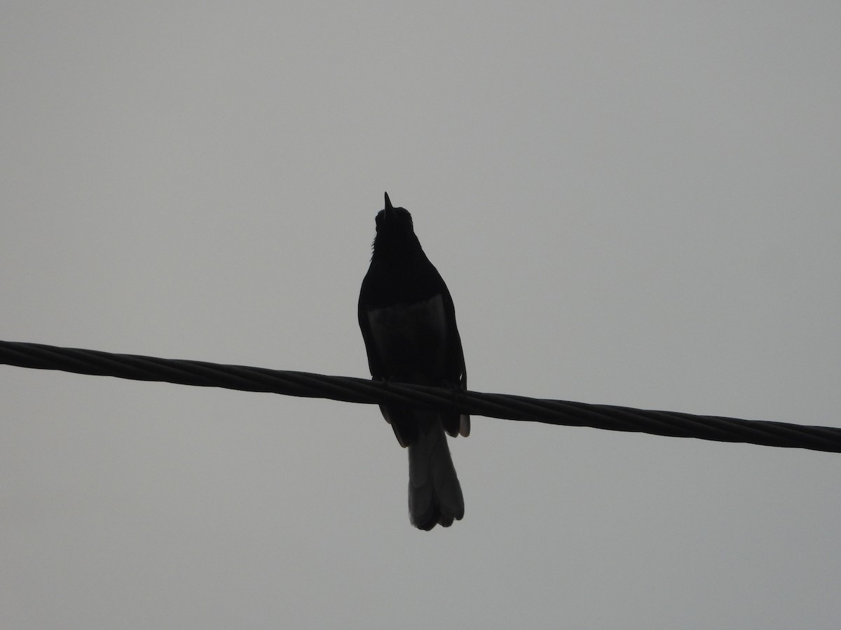 Oriental Magpie-Robin - ML635925123