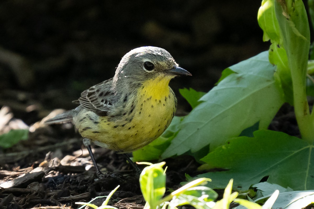 Kirtland's Warbler - ML635925154