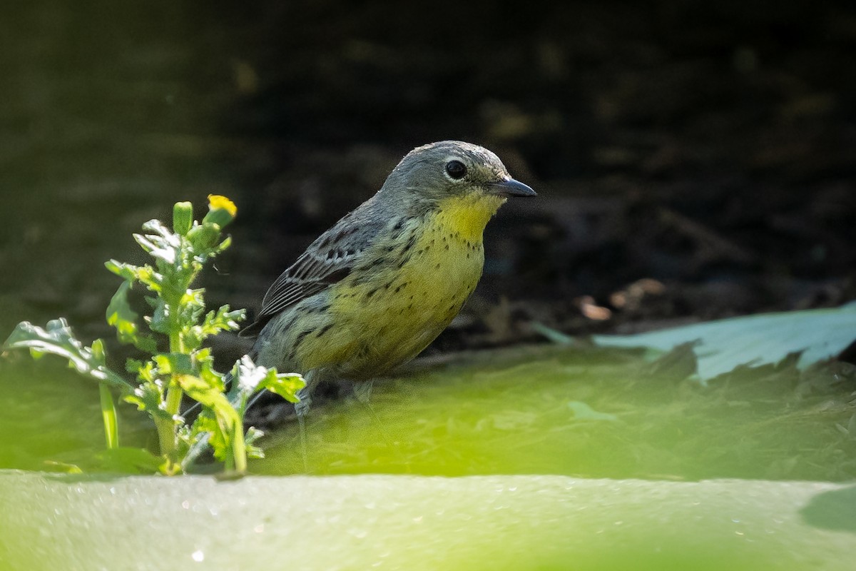 Kirtland's Warbler - ML635925157