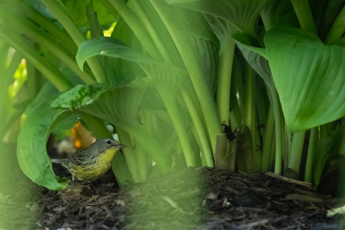 Kirtland's Warbler - ML635925159
