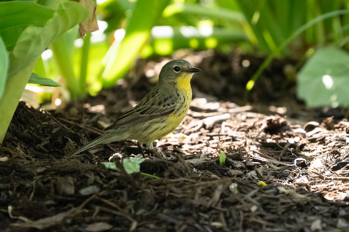 Kirtland's Warbler - ML635925163