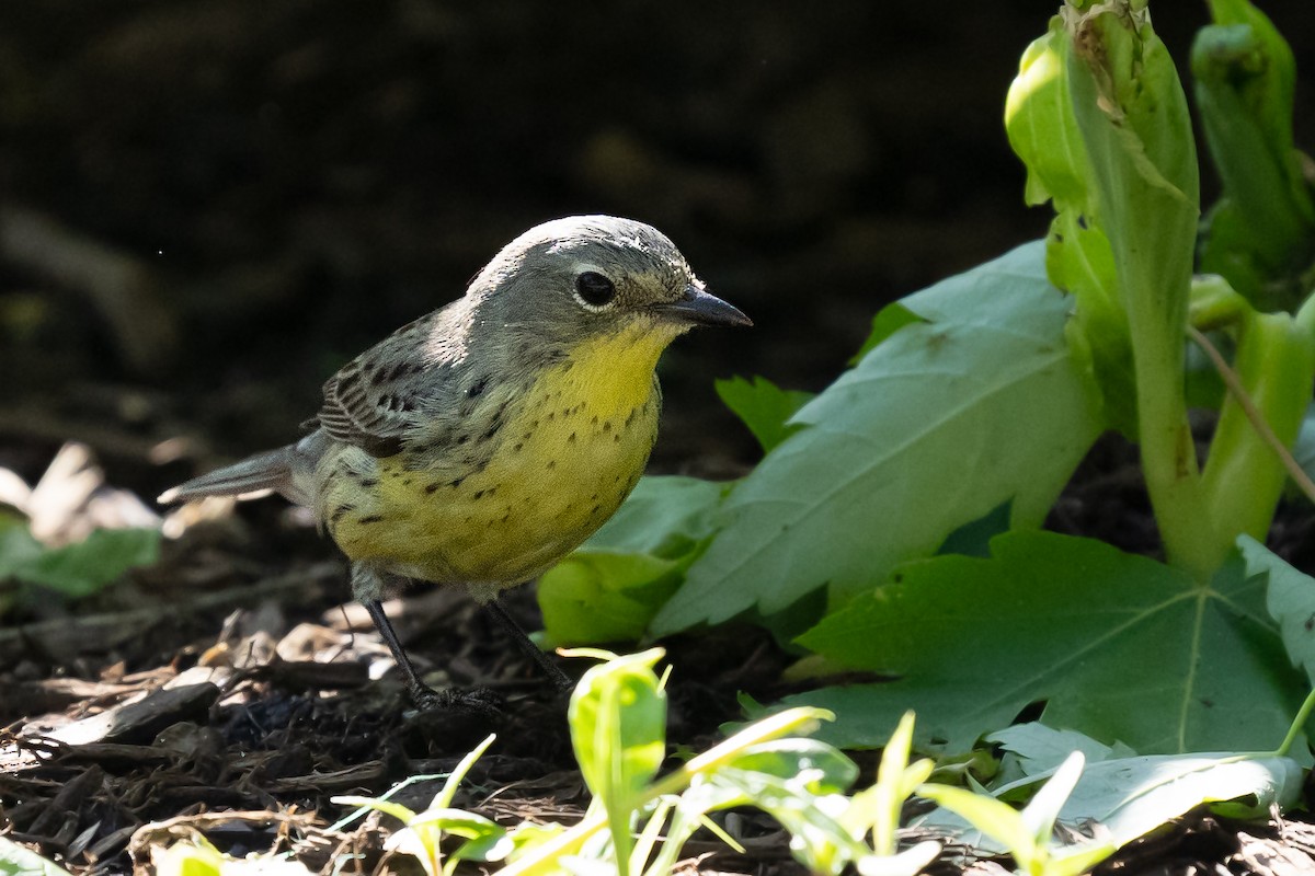 Kirtland's Warbler - ML635925164