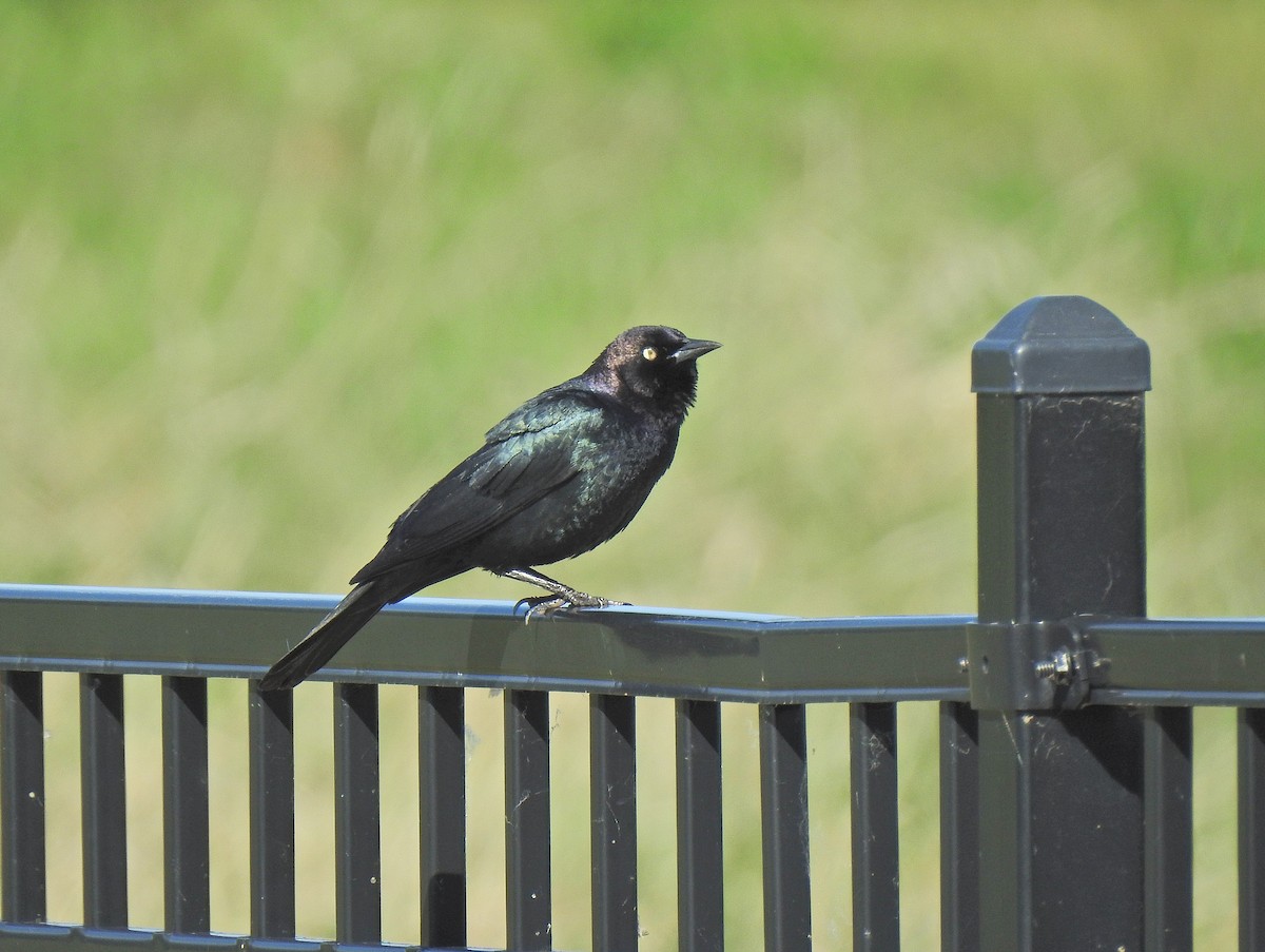 Brewer's Blackbird - ML635925204