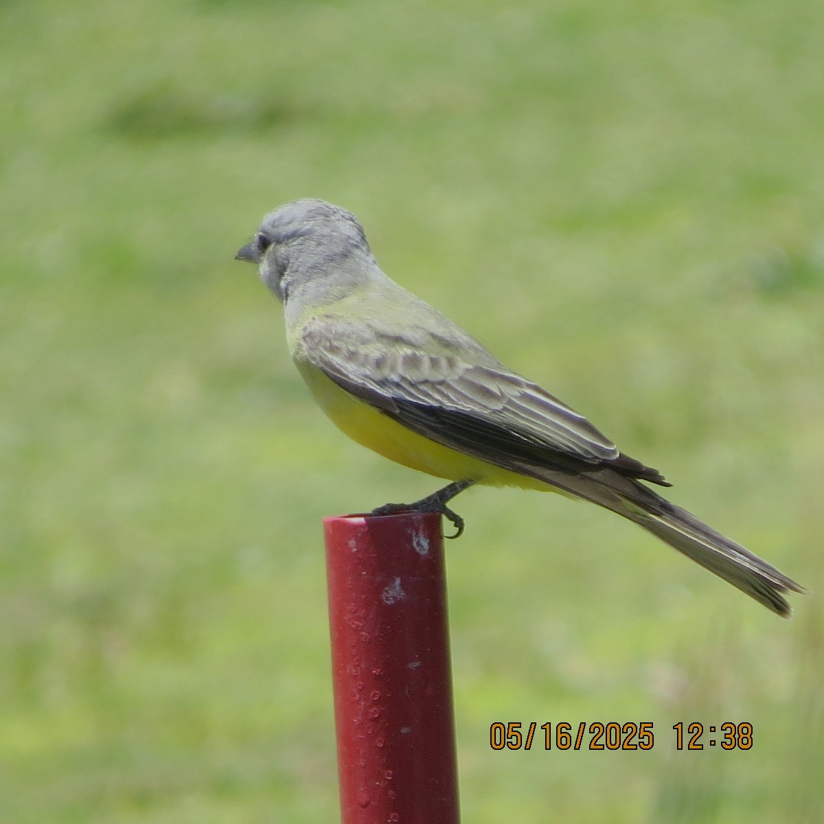 Tropical Kingbird - ML635925229