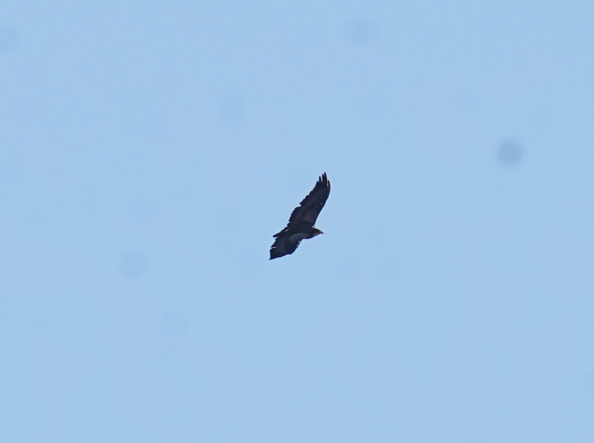 Black-chested Buzzard-Eagle - ML635925337