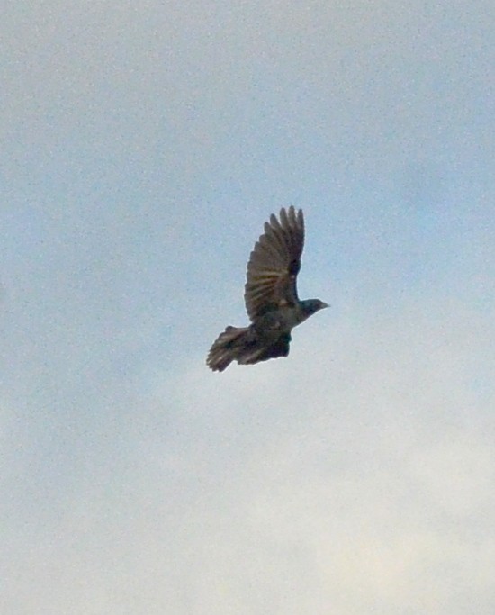 Tawny-shouldered Blackbird - ML635925382