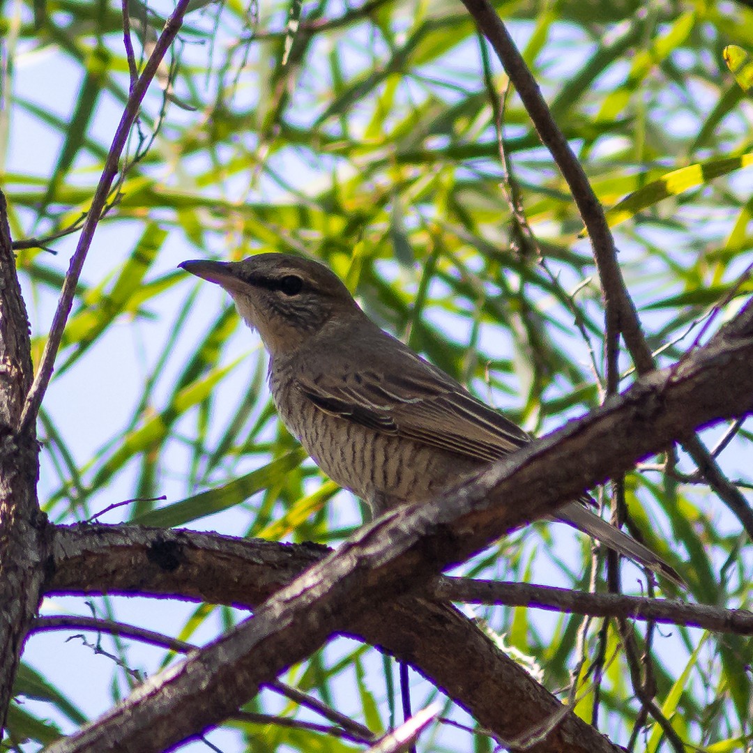 Sahul Cicadabird - ML635925384